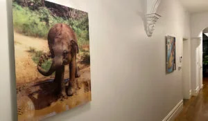 Panneau d'images Herschel Inspire représentant un éléphant