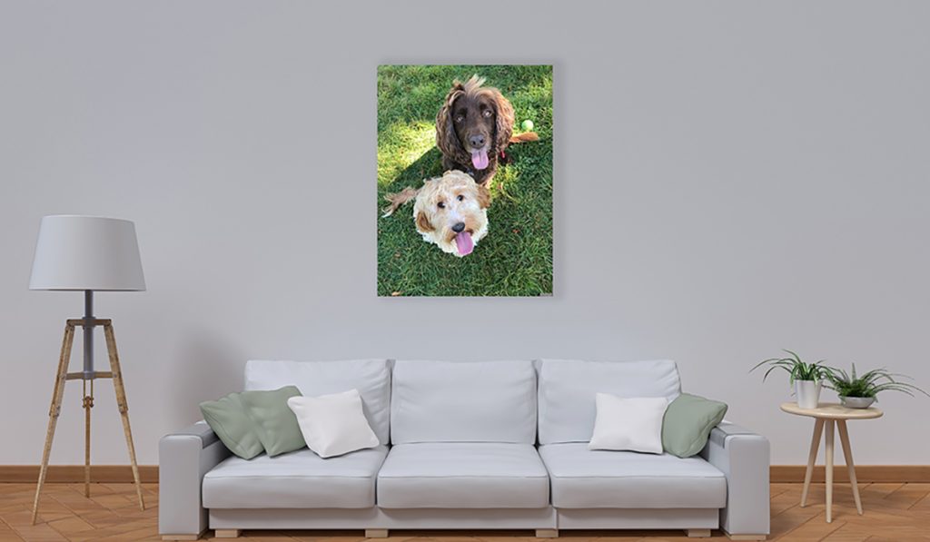 Photo de chiens sur un panneau chauffant